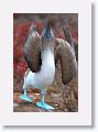 Blue-footed Booby, male