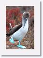 Blue-footed Booby, male