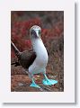 Blue-footed Booby, male