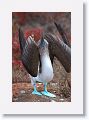Blue-footed Booby, male