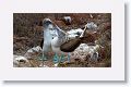 Blue-footed Boobies, a different male moves in for the dance