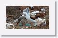 Blue-footed Boobies, a different male moves in for the dance