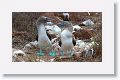 Blue-footed Boobies, a different male moves in for the dance