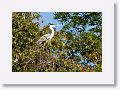 Cocoi Heron.