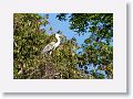 Cocoi Heron.