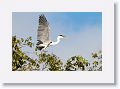 Cocoi Heron.