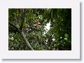 Scarlet Macaw.