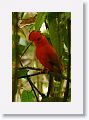 Guianan Cock-of-the-Rock.