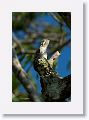 Common Potoo (immature).