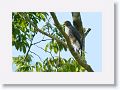 Grey-lined Hawk.
