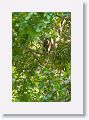 Brown Saki Monkey.