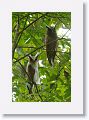 Crested Owls.