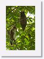 Crested Owls.