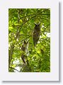 Crested Owls.