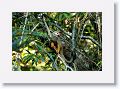 Squirrel Monkey.
