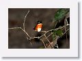 Pygmy Kingfisher.