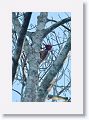 Red-necked Woodpecker.