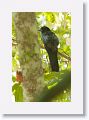 White-tailed Trogon (female).