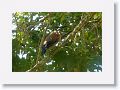 Capuchinbird.