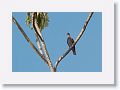 Pale-vented Pigeon.