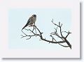 American Kestral.