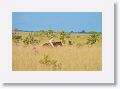 As we were turning back to the lodge, our vaquero finds an anteater and herds it towards us.