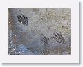 Racoon tracks