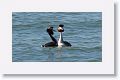 Great Crested Grebes