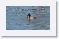 Great Crested Grebe with lunch