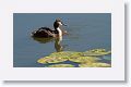 Great Crested Grebe with chicks
