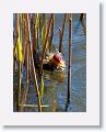 Eurasian Coot with chicks