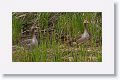 Greylag Geese and goslings