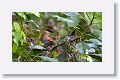 Squirrel Cuckoo