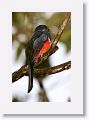 Collared Trogon