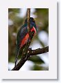 Collared Trogon