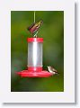 Rufous-tailed Hummingbird