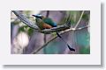 Turquoise-browed Motmot