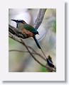 Turquoise-browed Motmot