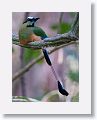 Turquoise-browed Motmot