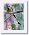Turquoise-browed Motmot