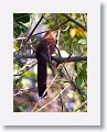 Squirrel Cuckoo