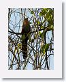 Squirrel Cuckoo