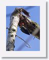 Golden-fronted Woodpecker