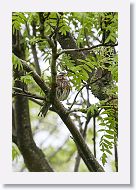 Redwing