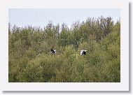 Watching Greylag Geese at our lodging in Hella as we move counter-clockwise around the Ring Road.