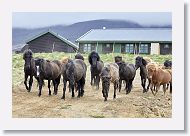 Icelandic horses came over to visit with us.
