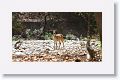 Chital