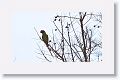 Plum-headed Parakeet