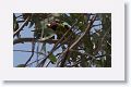 Plum-headed Parakeet