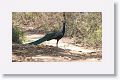 Indian Peafowl